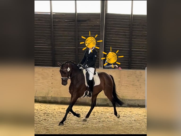 Hanoverian Mare 5 years 16 hh Brown in Husum