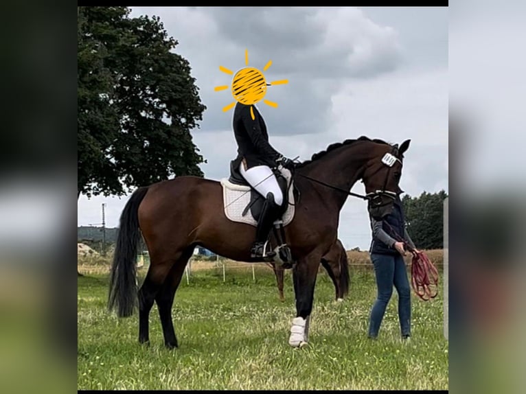 Hanoverian Mare 5 years 16 hh Brown in Husum