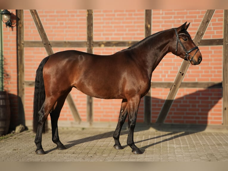 Hanoverian Mare 5 years 16 hh Brown in Tespe