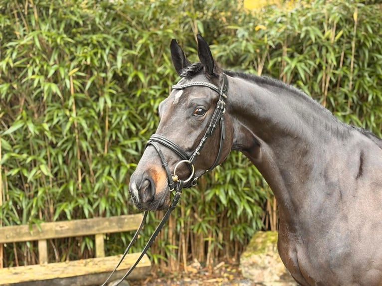 Hanoverian Mare 5 years 16 hh Brown in Hagen am Teutoburger Wald