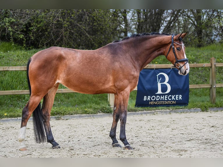 Hanoverian Mare 5 years 16 hh Brown in Riedstadt