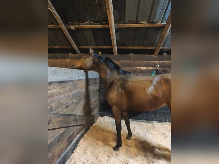 Hanoverian Mare 5 years 16 hh Brown in Hechthausen