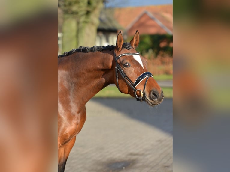 Hanoverian Mare 5 years 16 hh Brown in Vechta