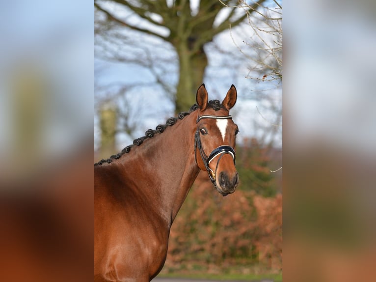 Hanoverian Mare 5 years 16 hh Brown in Vechta