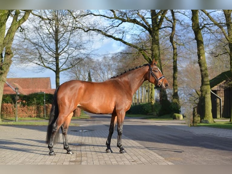 Hanoverian Mare 5 years 16 hh Brown in Vechta