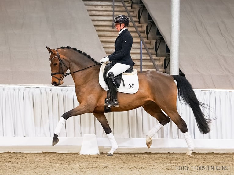 Hanoverian Mare 5 years 16 hh Brown in Verden