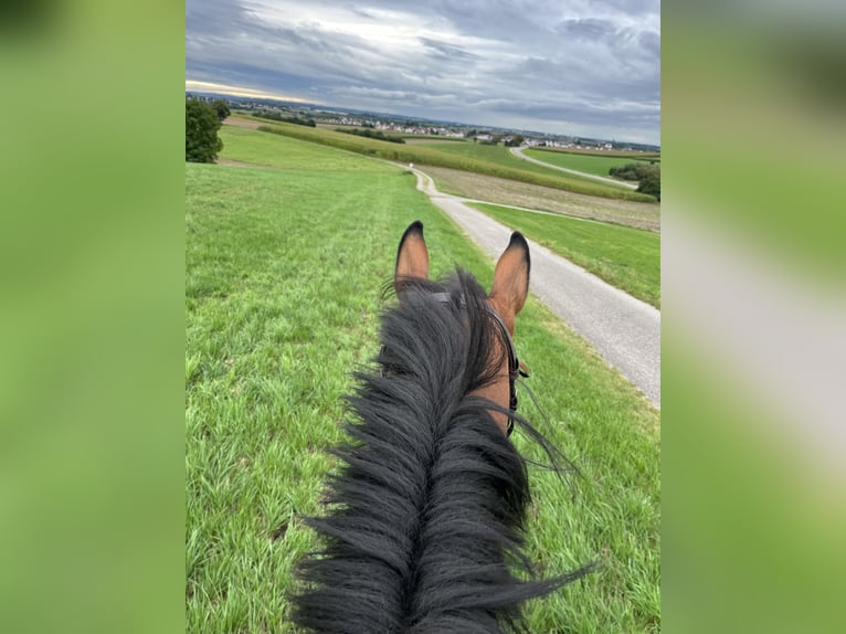 Hanoverian Mare 5 years 16 hh Brown in Gablingen