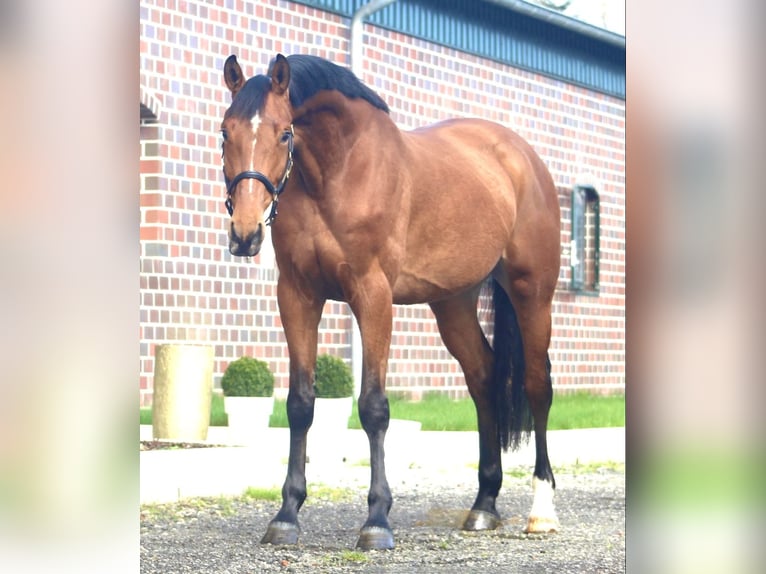 Hanoverian Mare 5 years 16 hh Brown in Berne