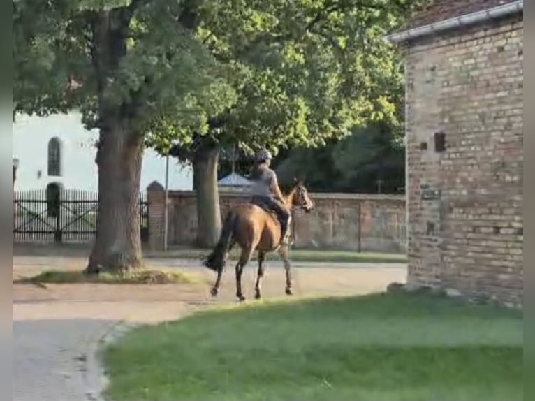Hanoverian Mare 5 years 16 hh Brown in Magdeburg