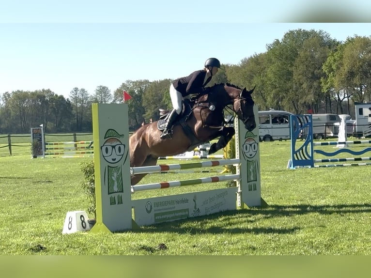 Hanoverian Mare 5 years 16 hh Brown in Hoya