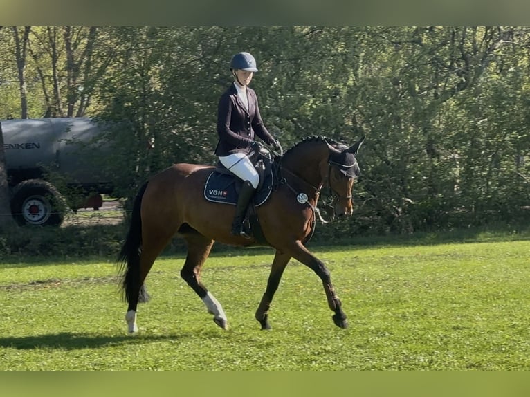 Hanoverian Mare 5 years 16 hh Brown in Hoya
