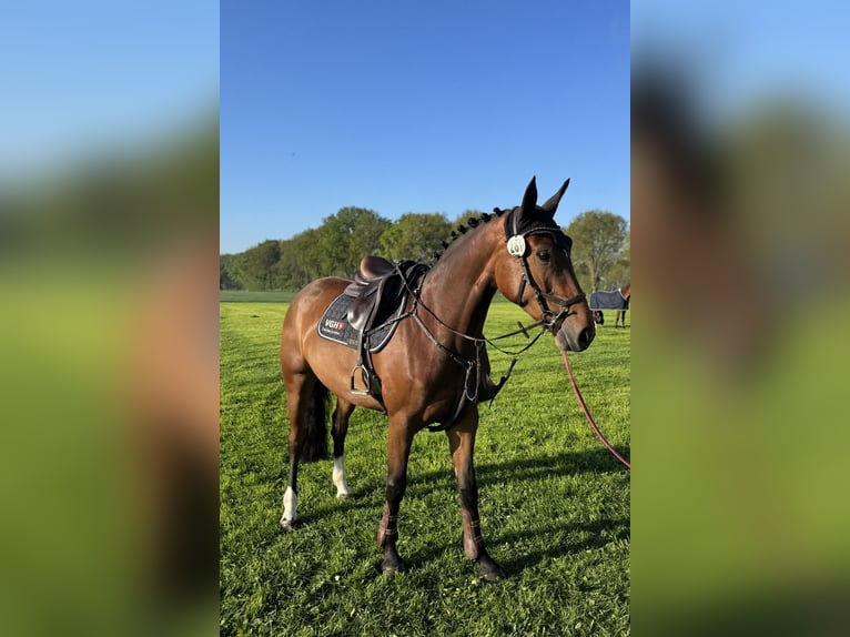Hanoverian Mare 5 years 16 hh Brown in Hoya