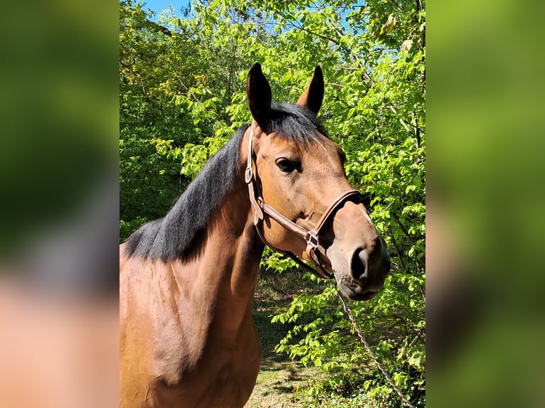 Hanoverian Mare 5 years 16 hh Brown in Messel