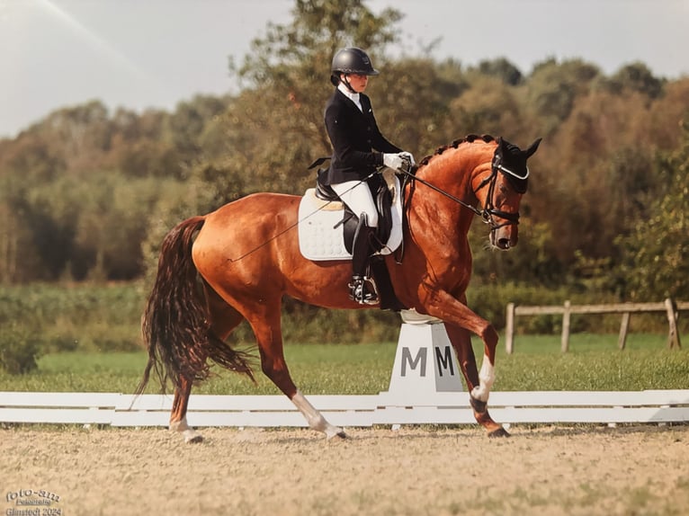 Hanoverian Mare 5 years 16 hh Chestnut in Rhade