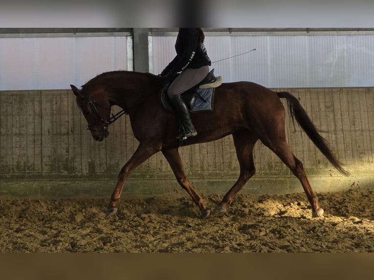 Hanoverian Mare 5 years 16 hh Chestnut in Wachtendonk Hanoverian Mare 5 years 16 hh Chestnut in Wachtendonk