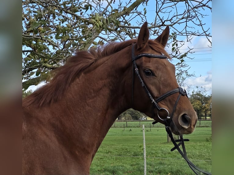 Hanoverian Mare 5 years 16 hh Chestnut in Wachtendonk Hanoverian Mare 5 years 16 hh Chestnut in Wachtendonk
