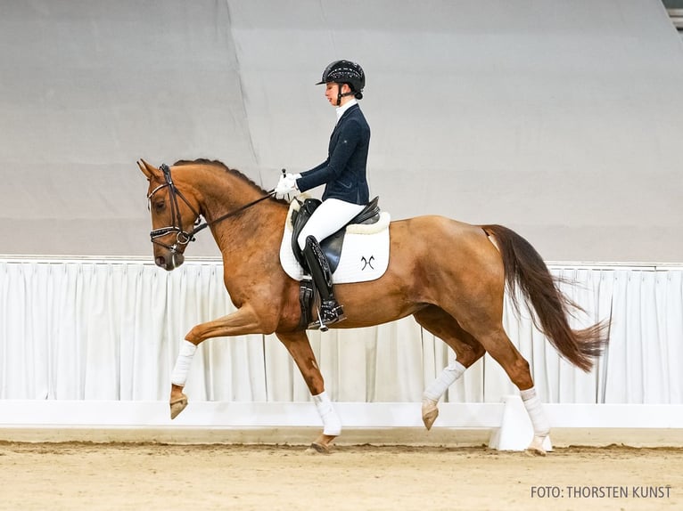 Hanoverian Mare 5 years 16 hh Chestnut in Verden