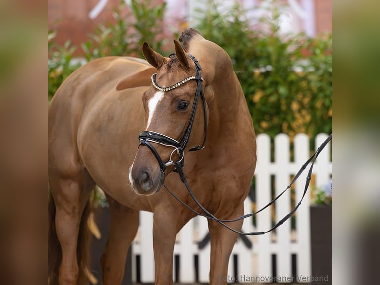 Hanoverian Mare 5 years 16 hh Chestnut in Verden