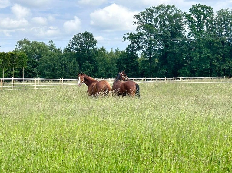 Hanoverian Mare 5 years 16 hh Chestnut-Red in Berg bei Neumarkt in der Oberpfalz