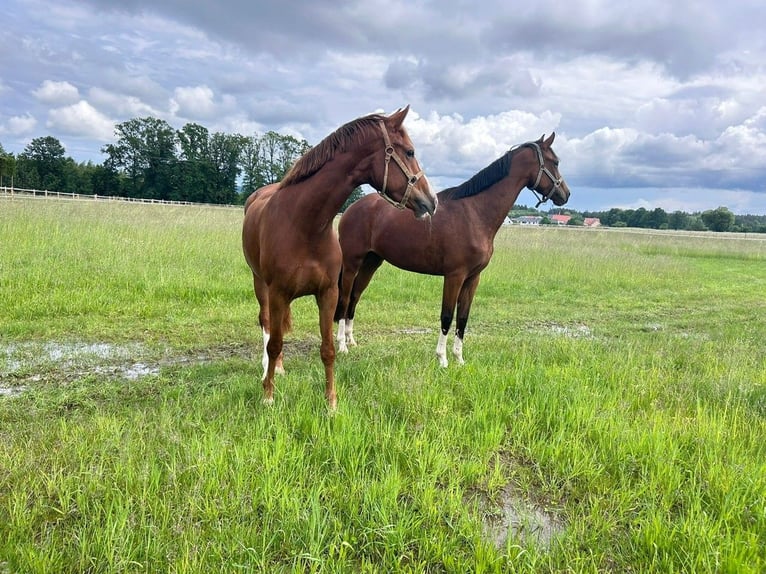 Hanoverian Mare 5 years 16 hh Chestnut-Red in Berg bei Neumarkt in der Oberpfalz