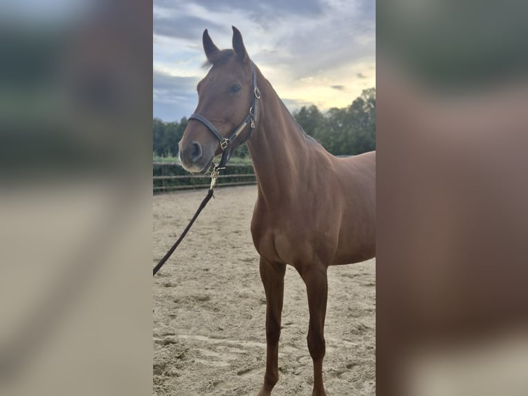Hanoverian Mare 5 years 16 hh Chestnut-Red in Kaarst