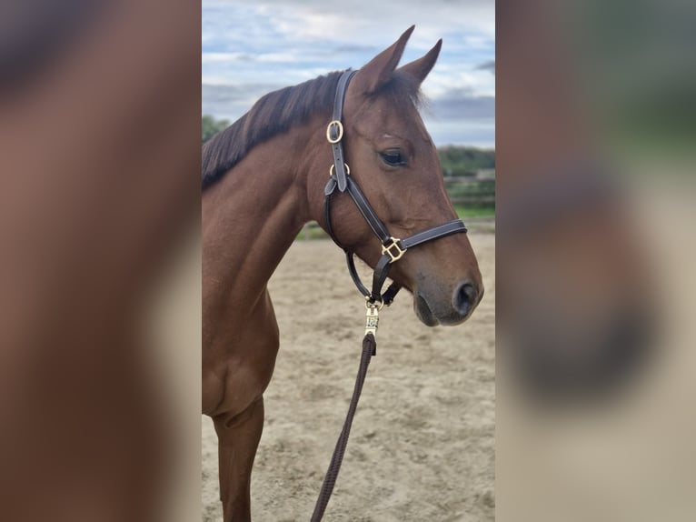 Hanoverian Mare 5 years 16 hh Chestnut-Red in Kaarst