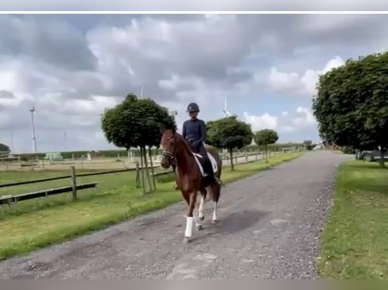 Hanoverian Mare 5 years 16 hh Chestnut-Red in Siedenburg