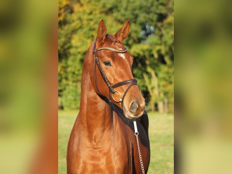 Hanoverian Mare 5 years 16 hh Chestnut-Red in Emsdetten