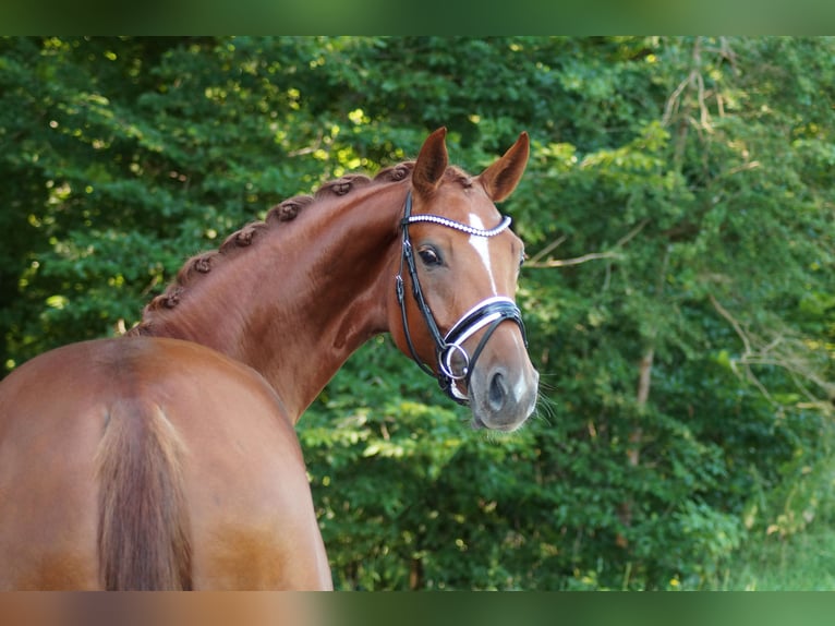 Hanoverian Mare 5 years 16 hh Chestnut-Red in Gleichen