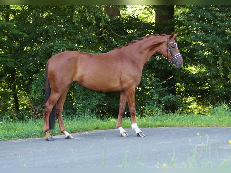 Hanoverian Mare 5 years 16 hh Chestnut-Red in Gleichen