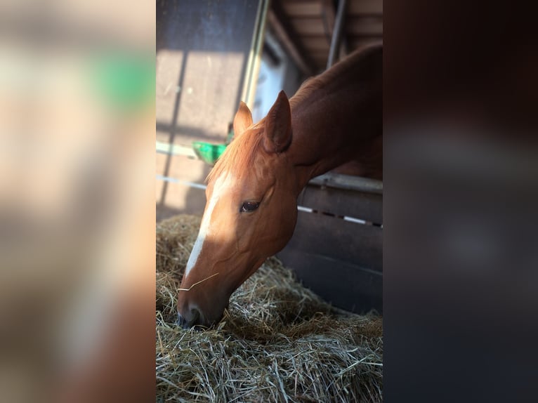 Hanoverian Mare 5 years 16 hh Chestnut-Red in Gorleben