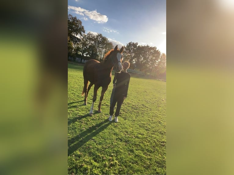 Hanoverian Mare 5 years 16 hh Chestnut-Red in Meppen