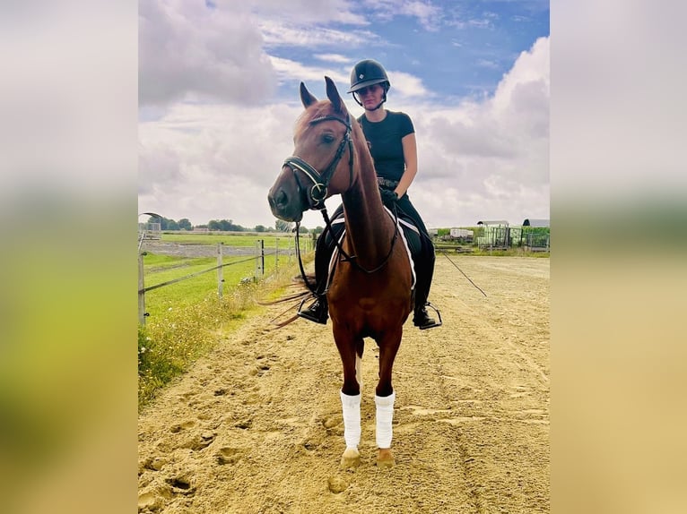 Hanoverian Mare 5 years 16 hh Chestnut-Red in Siedenburg