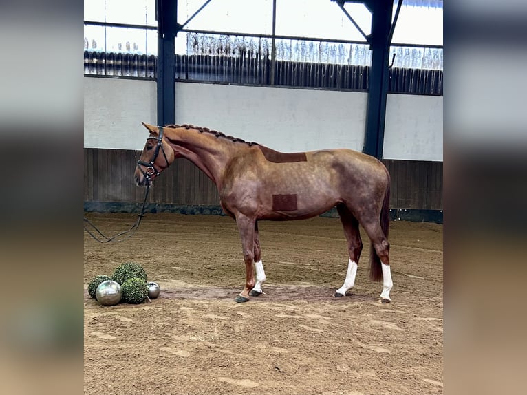 Hanoverian Mare 5 years 16 hh Chestnut-Red in Siedenburg