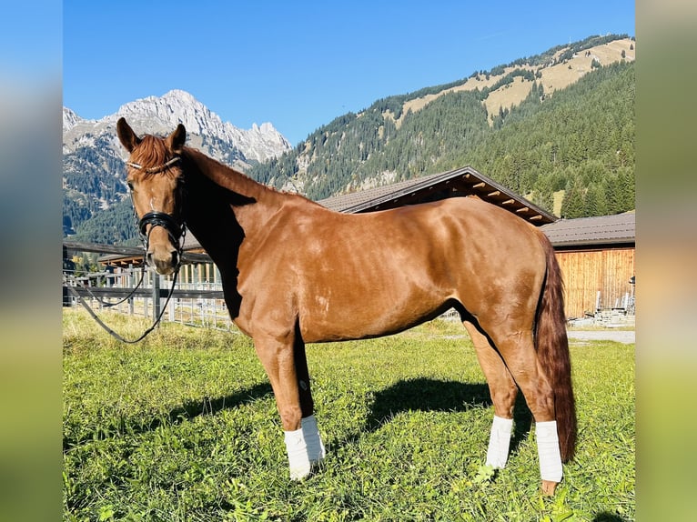 Hanoverian Mare 5 years 16 hh Chestnut-Red in Nesselw&#xE4;ngle
