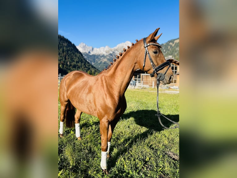 Hanoverian Mare 5 years 16 hh Chestnut-Red in Nesselw&#xE4;ngle