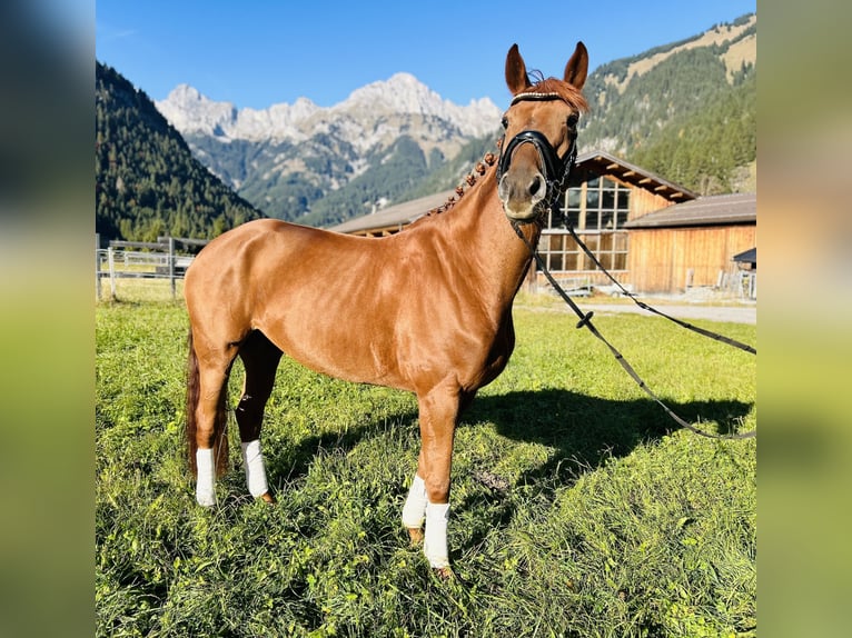 Hanoverian Mare 5 years 16 hh Chestnut-Red in Nesselw&#xE4;ngle