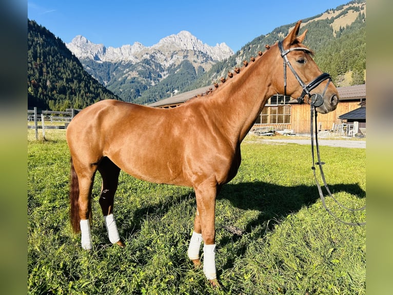 Hanoverian Mare 5 years 16 hh Chestnut-Red in Nesselw&#xE4;ngle