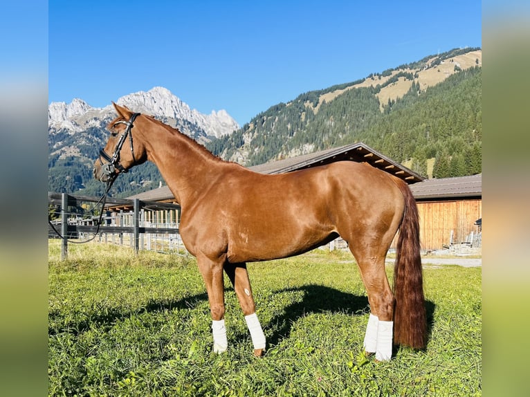 Hanoverian Mare 5 years 16 hh Chestnut-Red in Nesselw&#xE4;ngle