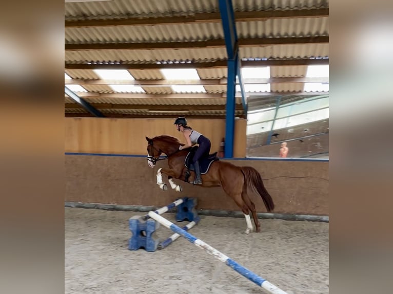 Hanoverian Mare 5 years 16 hh Chestnut-Red in Braunschweig