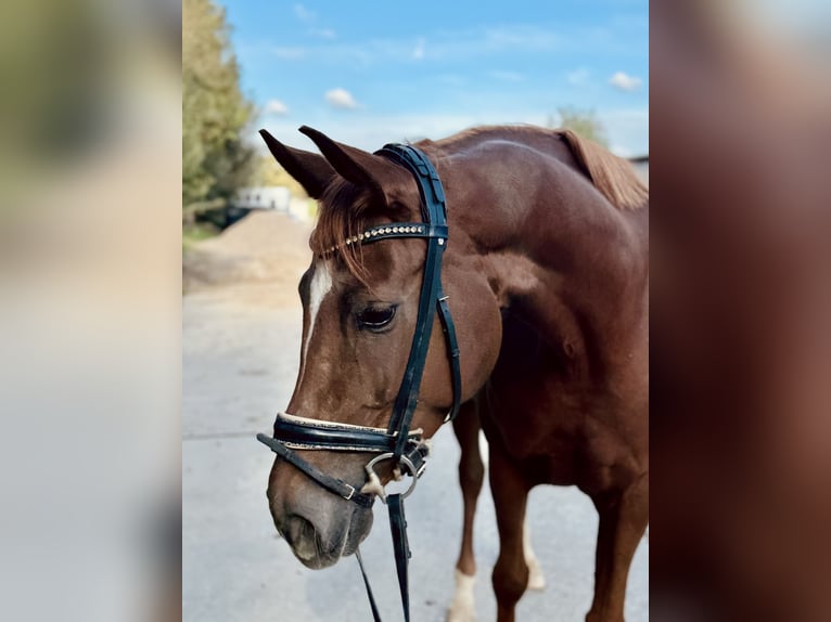 Hanoverian Mare 5 years 16 hh Chestnut-Red in Grevenbroich