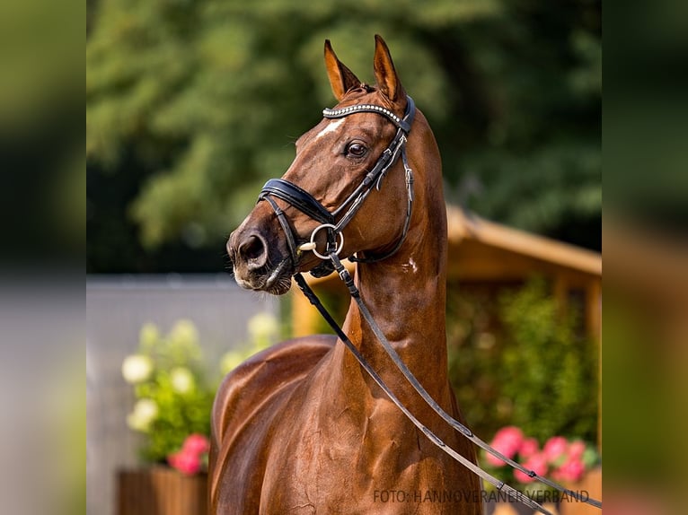 Hanoverian Mare 5 years 16 hh Chestnut-Red in Verden