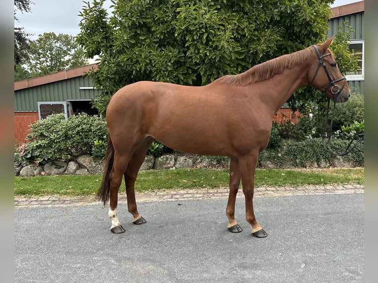 Hanoverian Mare 5 years 16 hh Chestnut-Red in Ohrensen