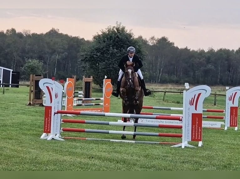 Hanoverian Mare 5 years 16 hh Chestnut-Red in Ohrensen