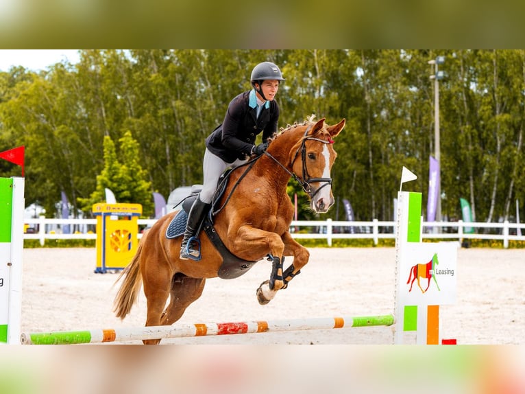Hanoverian Mare 5 years 16 hh Chestnut-Red in Stryk&#xF3;w