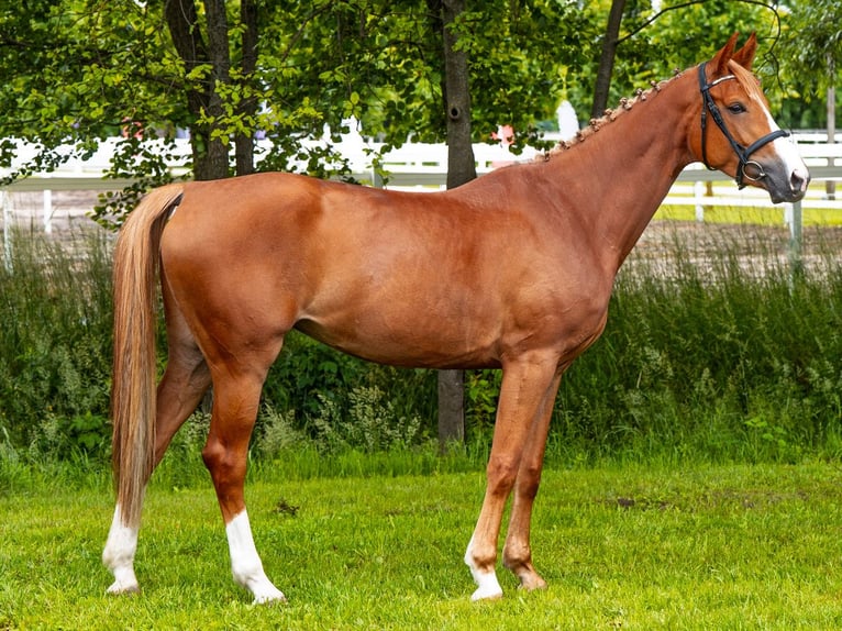 Hanoverian Mare 5 years 16 hh Chestnut-Red in Stryk&#xF3;w