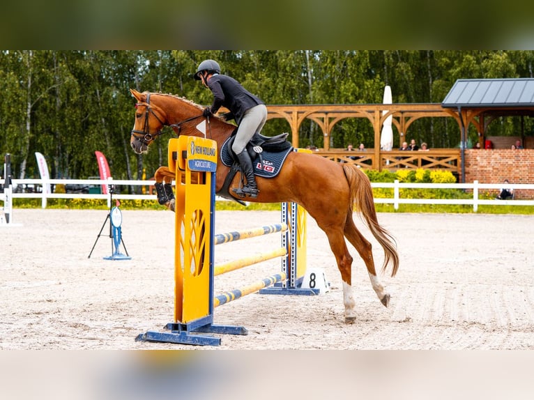 Hanoverian Mare 5 years 16 hh Chestnut-Red in Stryk&#xF3;w