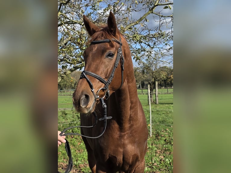 Hanoverian Mare 5 years 16 hh Chestnut in Wachtendonk