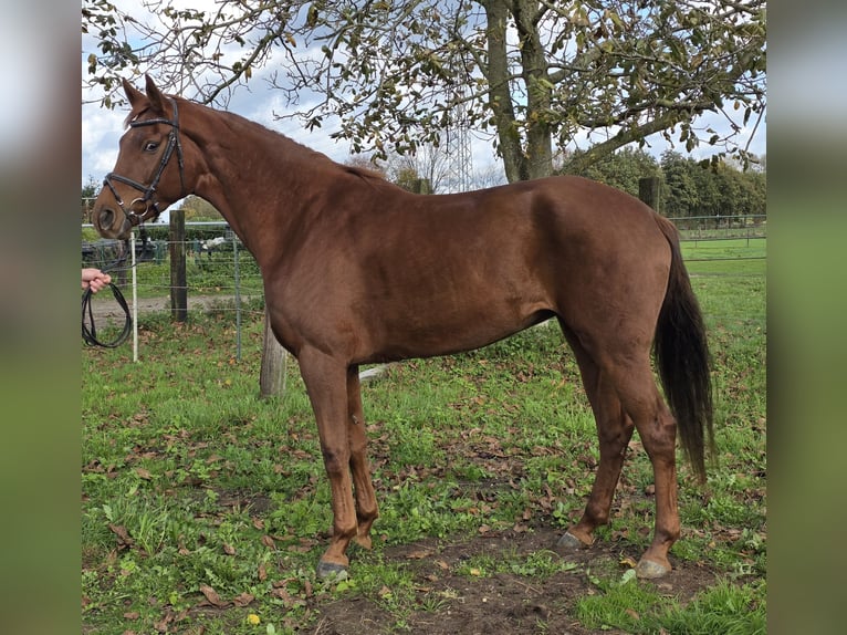 Hanoverian Mare 5 years 16 hh Chestnut in Wachtendonk