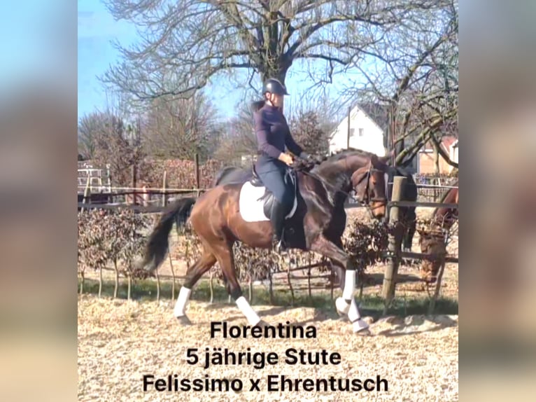 Hanoverian Mare 5 years 16 hh in M&#xF6;nchengladbach